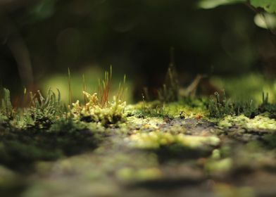wild moss in light