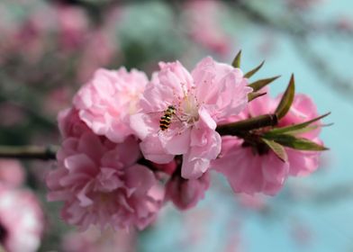 Flower and bee