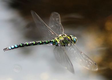Dragonfly above water