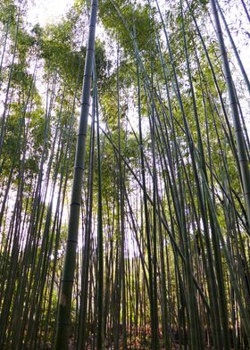 Arashiyama Bamboo Kyoto