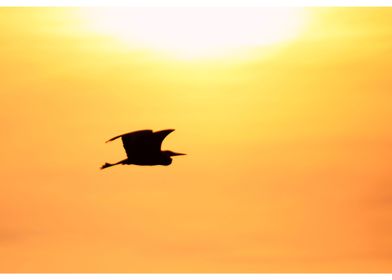 Heron in sunset