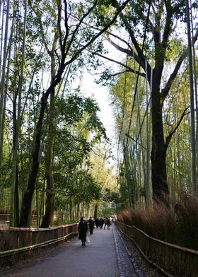 Arashiyama path