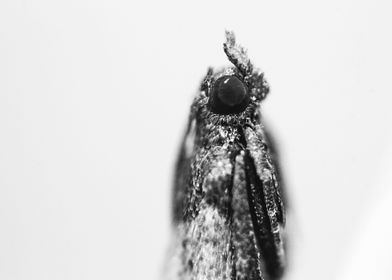 Portrait of a moth