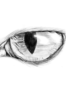 Cat Eye Sketch