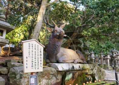 Nara Park Fountain