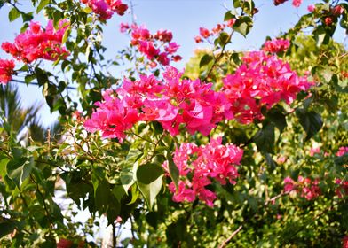 Red Paper Flowers