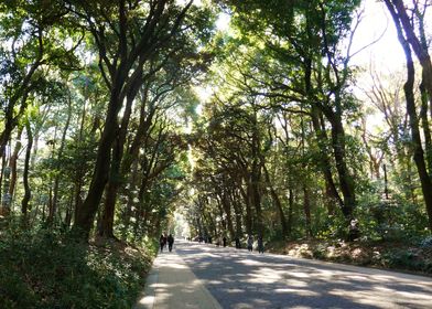 Meiji Jingu park path