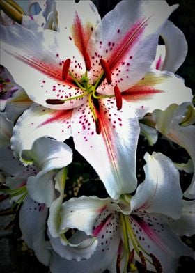 White Lily Digital Art