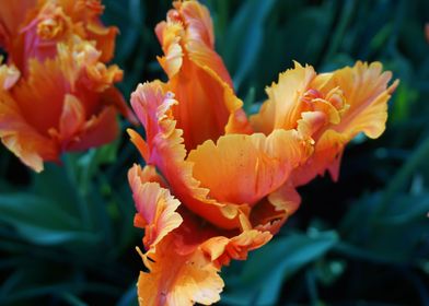 Orange Flaming Tulip