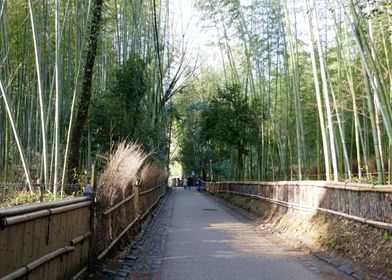 Arashiyama Bamboo