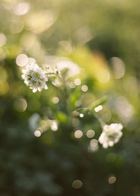 White flower