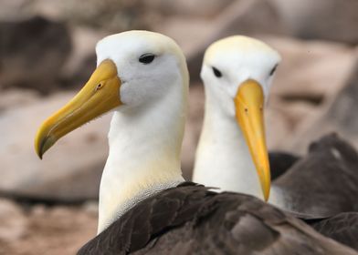 Albatross birds galapagos