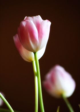 tulips study4