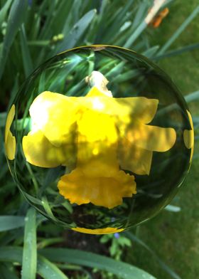 Yellow flower sphere