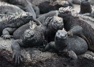 Marine iguanas galapagos