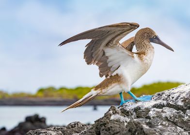 Blue footed booby bird