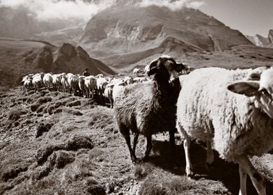 Pyrenees sheep herding