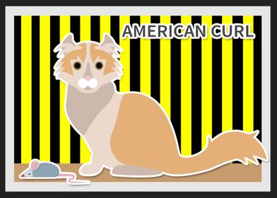 american curl