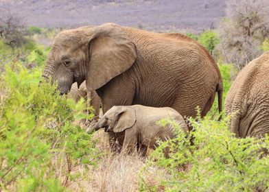 Elephant with Babyelephant