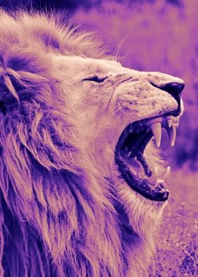 White Lion purple pink