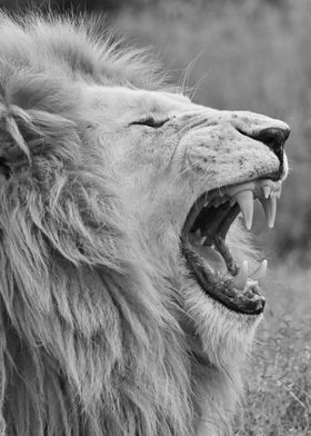 White Lion black and white