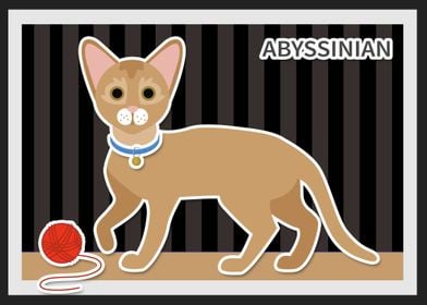 abyssinian