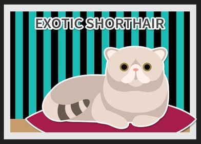 exotic shorthair