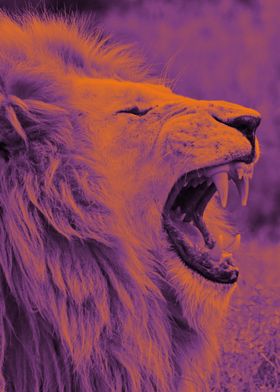 White Lion purple orange