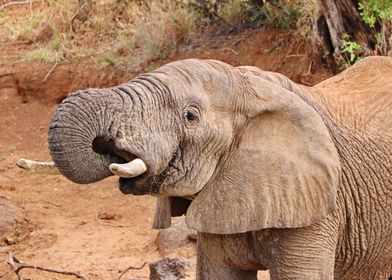 Elephant is drinking