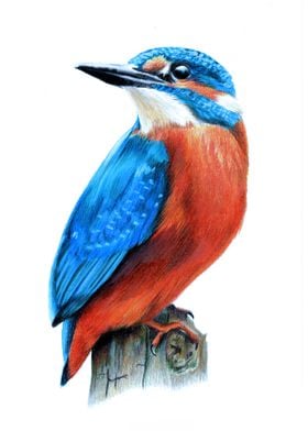 Kingfisher