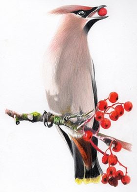 Waxwing