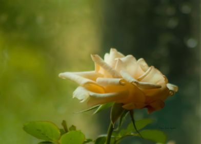 Soft Rainy Day Rose