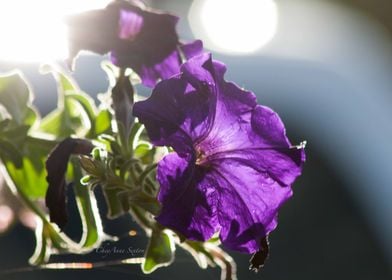 Purple Petunia by CheyAnne