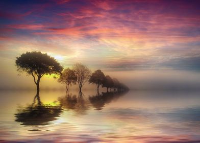 trees in silent water