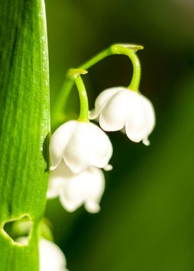 White Flowers