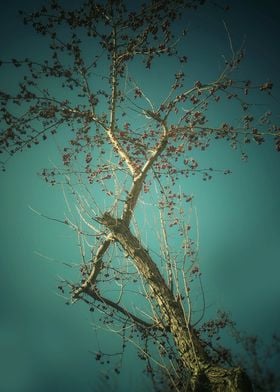 Winter tree on blue sky