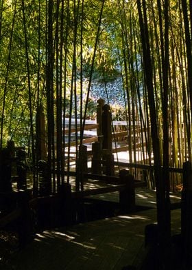 Through The Bamboo
