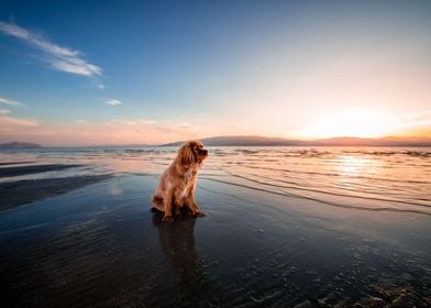 Perro en la Playa