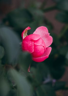 Hiden rose