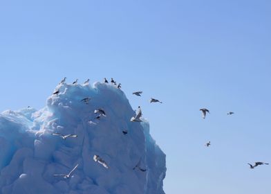 Sea birds on iceberg
