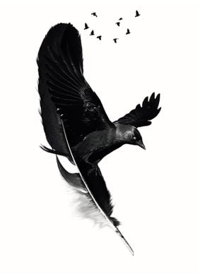 Crow Feater blackwallpaper