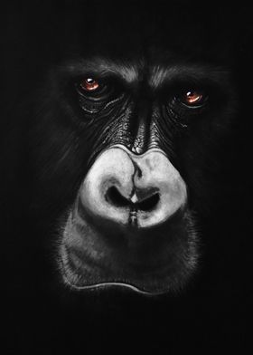 gorilla