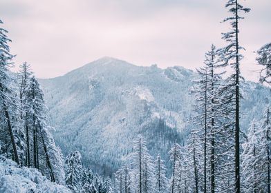 Winter Landscape Scenery