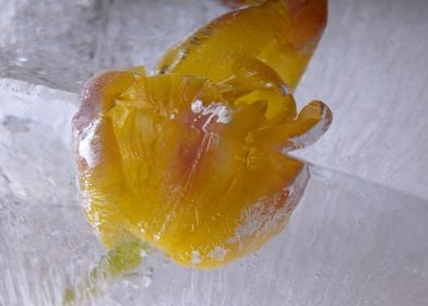 Red Yellow tulip in ice 3