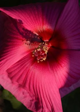 Hibiscus w Shadow