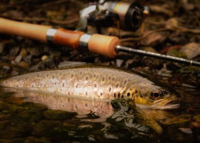 Wild Brown trout