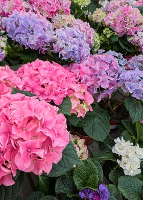 hydrangea in bloom