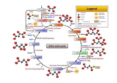 Citric Acid Cycle