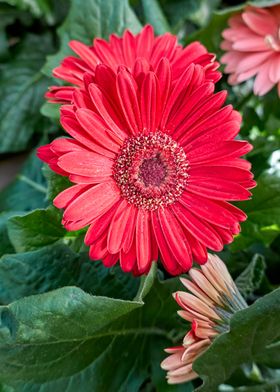 red gerbera daisy 