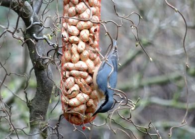 Nuthatch eating peanuts